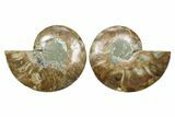 Cut & Polished Crystal-Filled Ammonite Fossil - Madagascar #354119-1